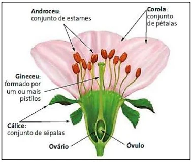 Imagem associada para resolução da questão